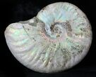 Silver Iridescent Ammonite - Madagascar #36108-1